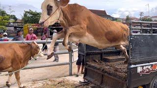 KUMPULAN SAPI LUCU POLAH NYA BIKIN KEMEKEL‼️