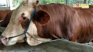 REVIEW SAPI SIMMENTAL DIKANDANG HENDRA MKM