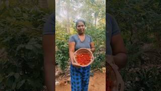 චෙරි බීම මාරම රසmage chenal ekata enna lashsana vedio balanna බාබඩෝස් චෙරි#cherry