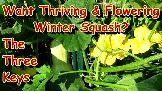 3 Tips for Successful Winter Squash Heavy Production Pumpkins Butternut Acorn Spaghetti - Water