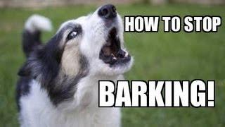 How to TEACH ANY DOG to STOP BARKING Humanely Effectively and Naturally