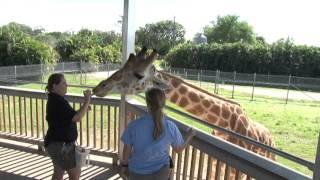 Giraffe Video For Palm Beach County Schools