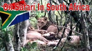 Off To A South African Safari Park - Hunting For Lions And Big Game - South Africa Part 2 