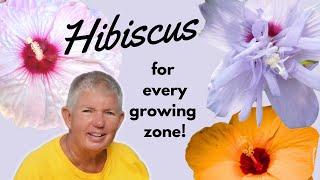 Hibiscus for Every Growing Zone  Different Types of Hibiscus