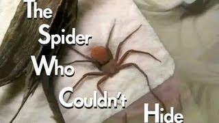 The Spider Who Couldnt Hide