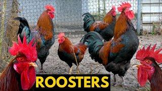 ITS CROW TIME Comparison of different chicken breeds roosters crowing - A BIG COMPILATION