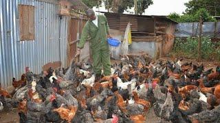 How I Became a Millionaire by Local chicken Farming  My Challanges