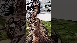 The worlds largest Anaconda #shortsvideo #shortsfeed #wildlife #snake