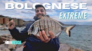 BOLOGNESE EXTREME  pesca dei SARAGHI con innesco CANNOLICCHIO nella mareggiata