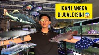 BANYAK IKAN HIAS LANGKA DI TOKO INI #tokoikanhias #ikanhiaspredator #ikanpredator #jualikanhias