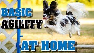 Teach Basic Agility To Your Dog At Home