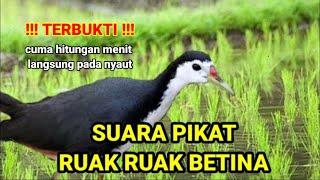 SUARA PIKAT RUAK RUAK TUNGGAL PALING AMPUH @PikatBorneo