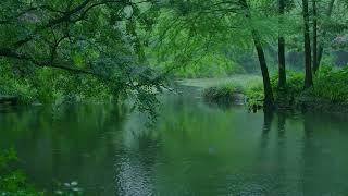 The beautiful little river is raining235  sleep relax meditate study work ASMR