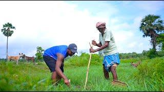 Eel Fish Catching and Cooking  how me & my grandfather hunting snake fish in small canal 