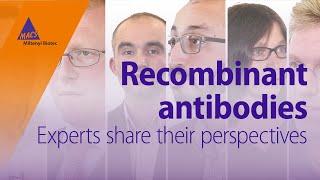 Why are recombinant antibodies important?