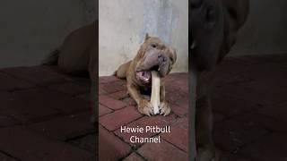 NGILU BANGET  SUARA ANJING PITBULL GIGIT TULANG KAKI SAPI #hewiepitbull #dog