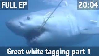 THE SEARCH FOR THE GREAT WHITE SHARK