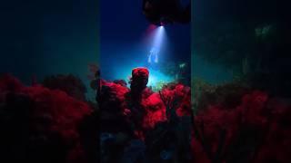 Every Scuba Diver should try going Night Diving  #scubadiving #nightdive