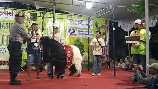 Juara kelas A jantan kontes kambing PE Kaligesing piala Raja