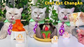 Try Chef Cats New Collection Of Early SUMMER Recipes  Cat Cooking Food  Cute And Funny Cat