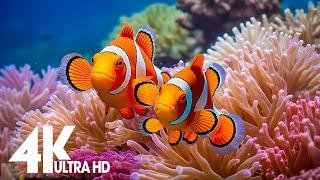 Aquarium 4k VIDEO ULTRA HD-Relaxing Music with Colorful Coral ReefsFishand Stunning Ocean Scenes