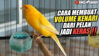 CARA AGAR VOLUME KENARI LEBIH KERAS & NGOTOT