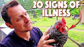 20 Signs That Your Chicken Is Sick. You Need To Know Them ALL