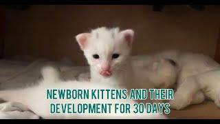 NEWBORN KITTENS AND THEIR DEVELOPMENT FOR 30 DAYS