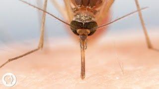 How Mosquitoes Use Six Needles to Suck Your Blood    Deep Look