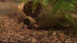 Blonde blue star endlers & Phallichthys tico