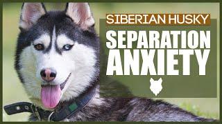 SIBERIAN HUSKY Separation Anxiety