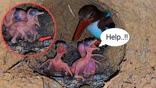 baby birds are attacked by thousands of ants in the nest