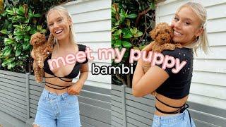 I GOT A PUPPY FIRST 24 HOURS WITH MY TOY CAVOODLE 