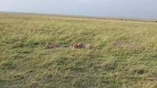 LIONS 101 The carnivals of Maasai mara.