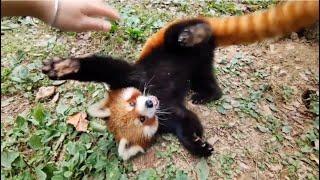 Red Pandas Are Like Puppies #cute #redpanda