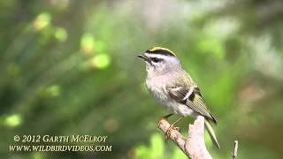 Golden-crowned Kinglet in Maine