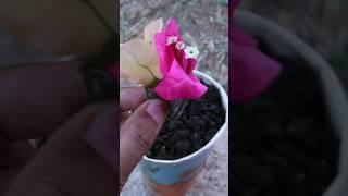 Onion grows Bougaivillea from flowers#grafting