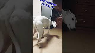 Belgian Malinois German Shepherd Border Collie Greyhound. Who is faster ‍