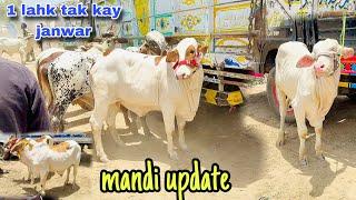 Today zahir peer mandi latest Rotineprinted Bulls in zahir peer cow mand2025 season ki 2sari mandi