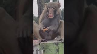 Bahadur Bagad  BillaNew Instagram funny monkeyreel#shorts​ #funnyvideo​ #viral​ #reel​ #yt​