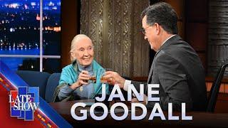 Jane Goodall On Voting To Save The Planet And Why Male Politicians Are Like Chimpanzees