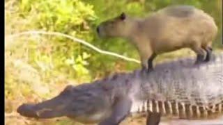 Capybaras riding animals compilation