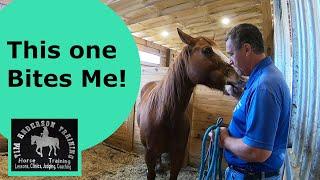 Pushy Aggressive Biting and Dominant Horse Behavior