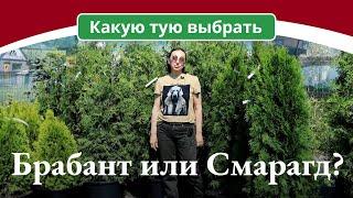 Какую тую выбрать Брабант или Смарагд?