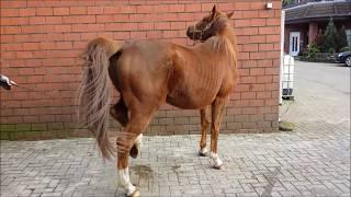 Die ersten Monate Training mit Problempferd Malik  Natural Horsemanship