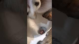 Dog poops in toilet