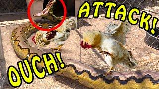 Python enters Chicken Coop -- Big Mistake