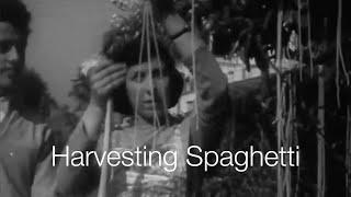 BBC Spaghetti-Harvest in Ticino  Switzerland Tourism