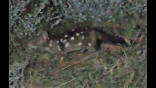 Arid Recovery visit   - Western Quoll