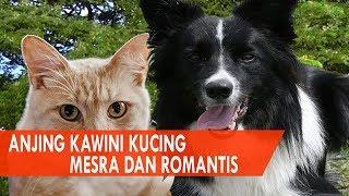 Seru Kucing Kawin Sama Anjing - Romantis Anjing Kawini Kucing